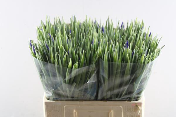 <h4>Iris Hong Kong</h4>