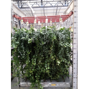 Hedera helix 'Wonder'