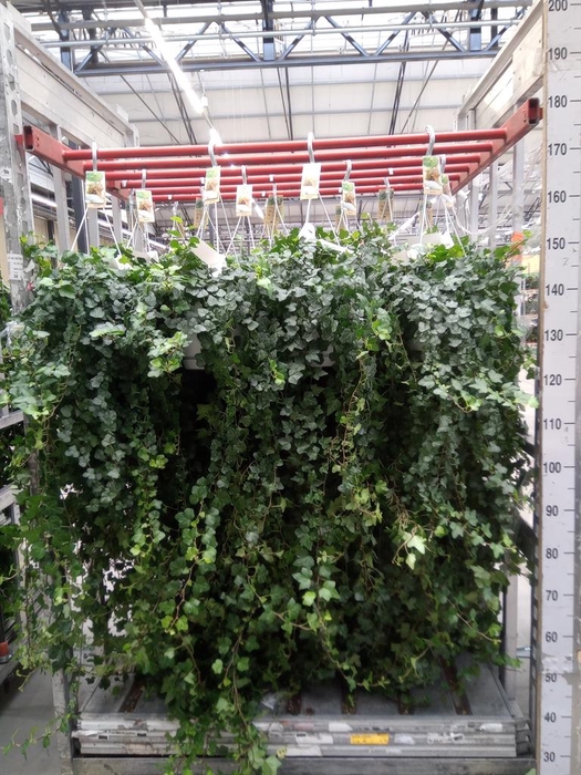 <h4>Hedera helix 'Wonder'</h4>
