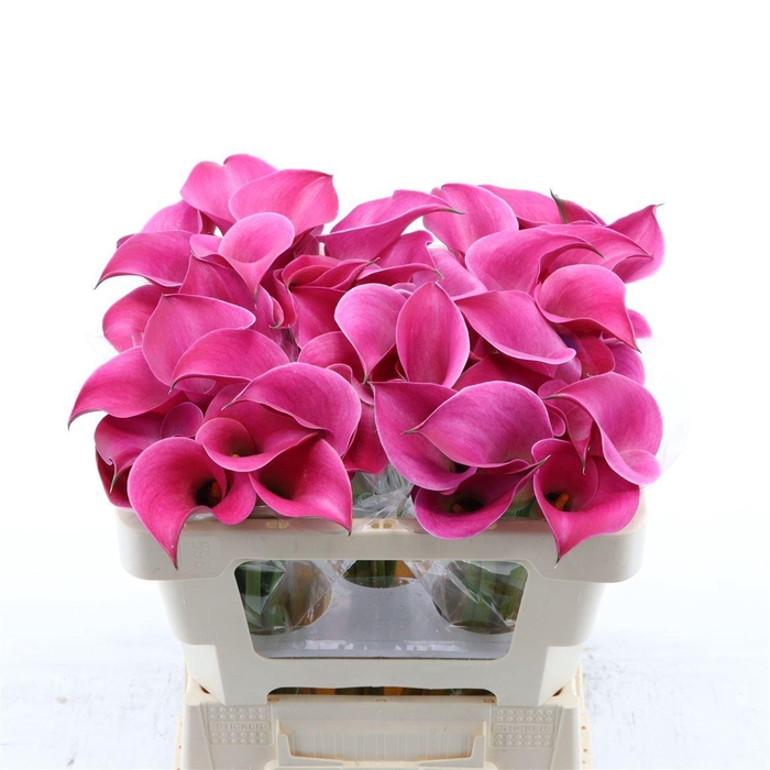 <h4>Calla Fantasia</h4>