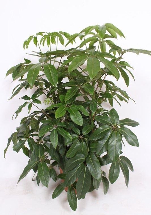 <h4>Schefflera Amate</h4>