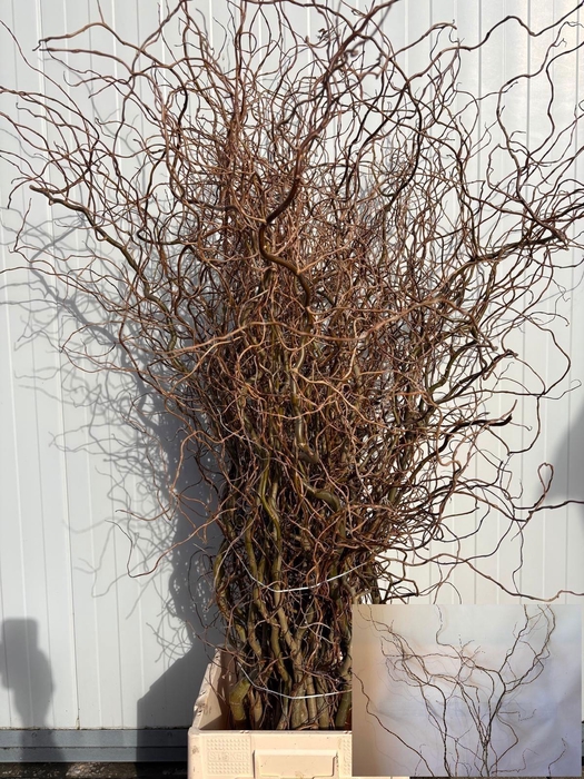 <h4>SALIX B TORTUOSA</h4>