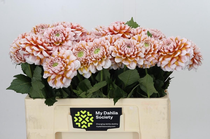 <h4>Dahlia Tangarine Dream</h4>