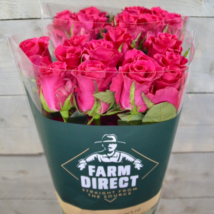 <h4>R GR QUEENBERRY</h4>