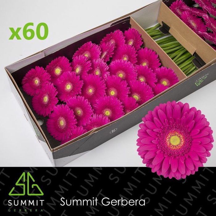 <h4>GE GR FLAMENCO Doos</h4>