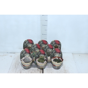 CACTUS RAIZ PROPRIA P11