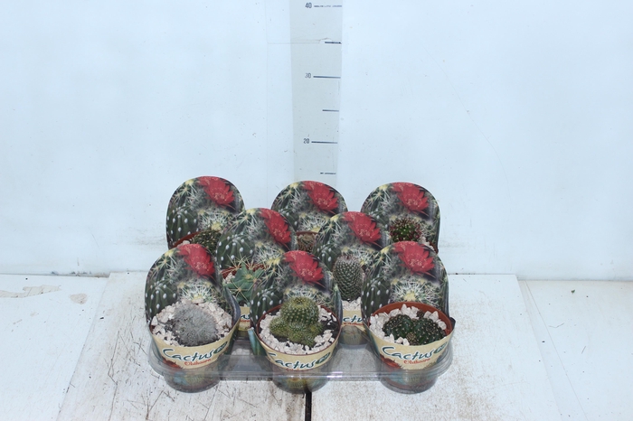 <h4>CACTUS RAIZ PROPRIA P11</h4>