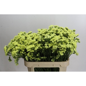 Limonium Star Eze