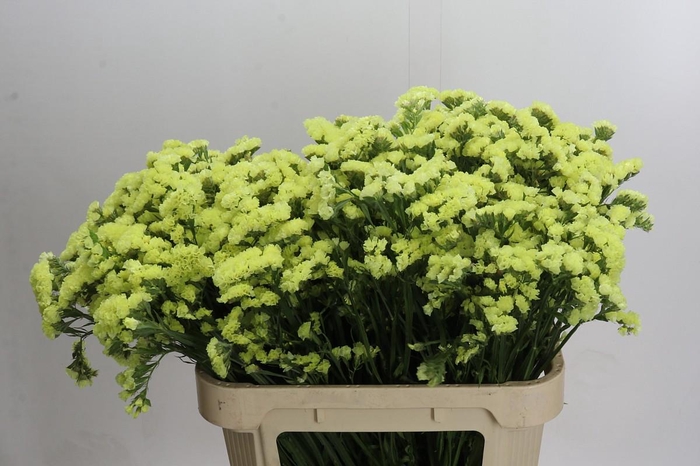 Limonium Star Eze