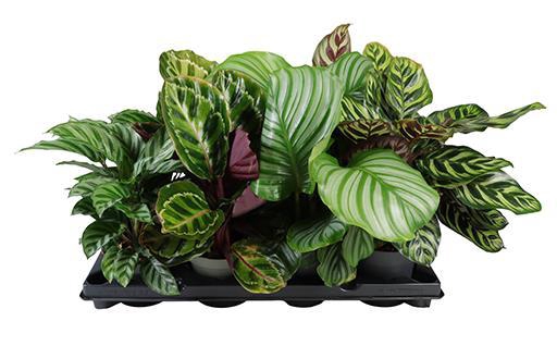 <h4>CALATHEA SPECIES</h4>