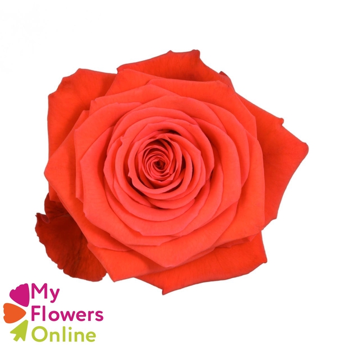 <h4>R Gr Nina Orange 50cm EC</h4>