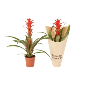 Guzmania Allura in Krafthoes