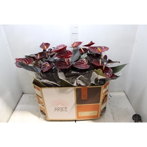 ANTHURIUM DELICATA P17