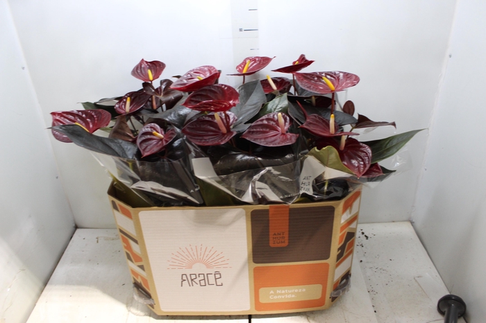 <h4>ANTHURIUM DELICATA P17</h4>