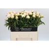 Paeonia Cheddar Surprice