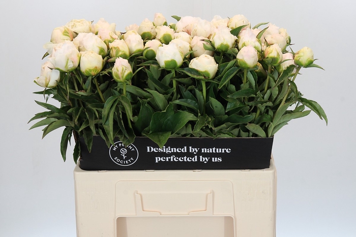 <h4>Paeonia Cheddar Surprice</h4>