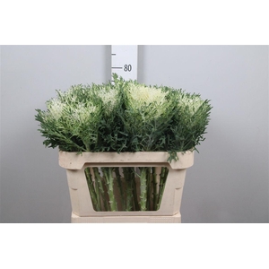 Brass Crane Fea Snow