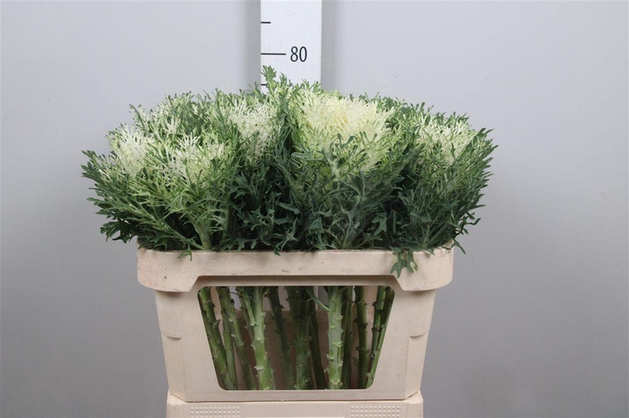 <h4>Brass Crane Fea Snow</h4>