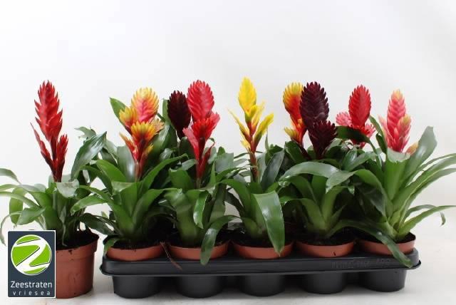 <h4>VRIES GEM 6 SRT</h4>