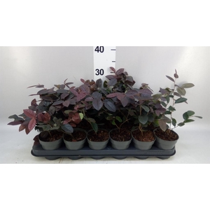 Loropetalum chinense 'Fire Dance'