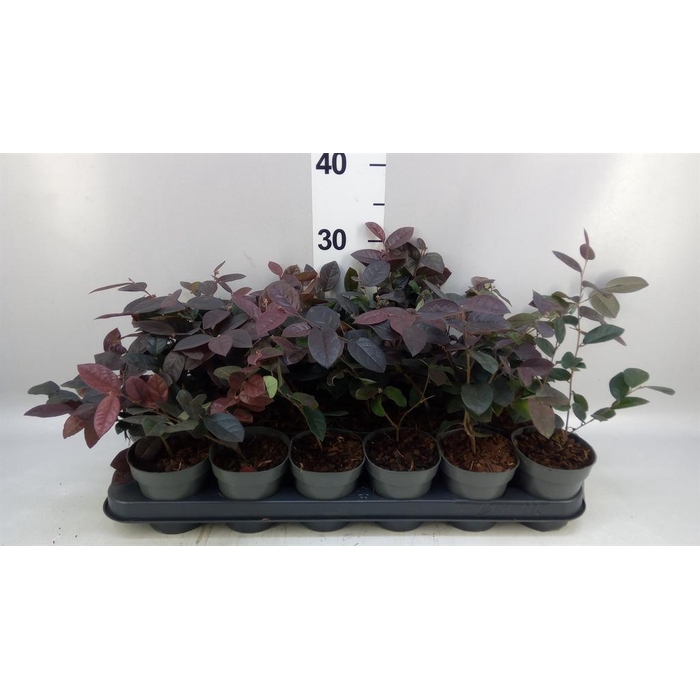 <h4>Loropetalum chinense 'Fire Dance'</h4>