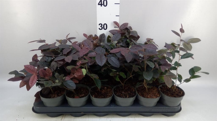 Loropetalum chinense 'Fire Dance'