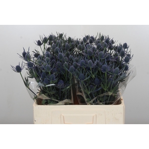 Eryngium Blue Dynamite