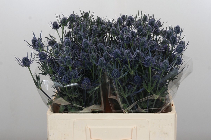 <h4>Eryngium Blue Dynamite</h4>