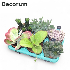 Succulenten Mix (6spc.) (decorum) Decorum+Steker