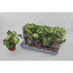 MARANTA OV