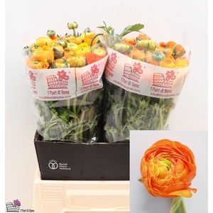 RAN DOLCEVITA ORANGE