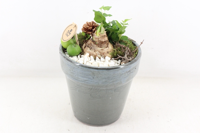 <h4>arr4 Amaryllis PL - Ker. bloempot deluxe</h4>