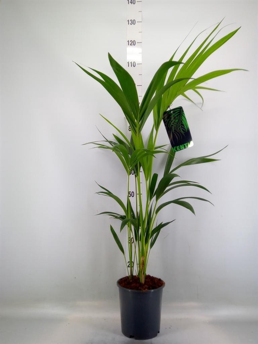 <h4>Howea forsteriana</h4>