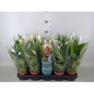 Spathiphyllum  'Torelli'