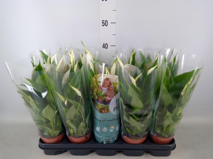 <h4>Spathiphyllum  'Torelli'</h4>