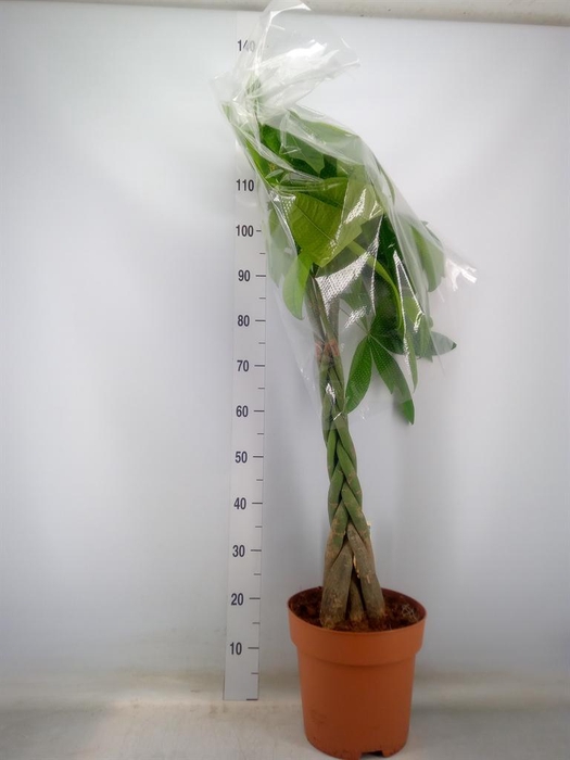 <h4>Pachira aquatica</h4>