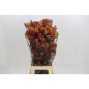 Kangaroo Paw Rampaging Roy Slaven