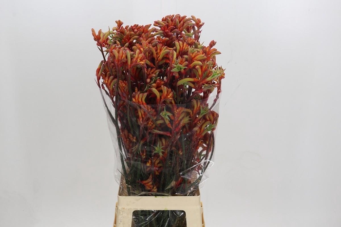 <h4>Kangaroo Paw Rampaging Roy Slaven</h4>