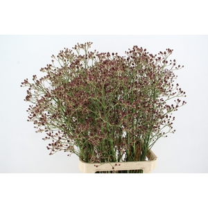ERYN PAN MAG R THUND 100CM