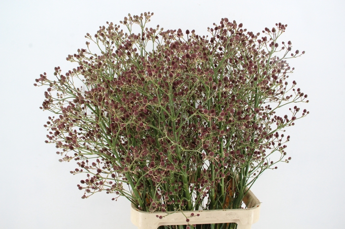 <h4>ERYN PAN MAG R THUND 100CM</h4>
