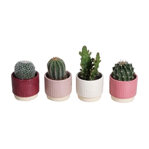 CACTACEAE p6 L67549