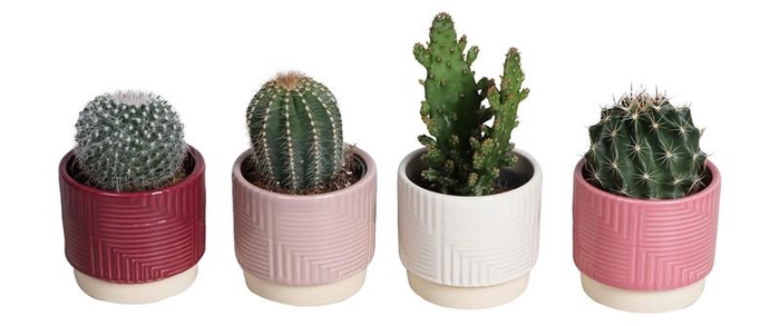 <h4>CACTACEAE p6 L67549</h4>