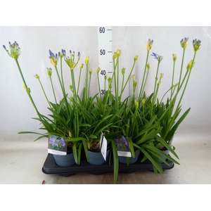 Agapanthus  'Charlotte'