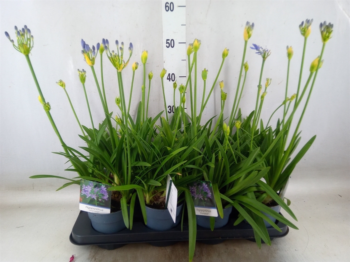 <h4>Agapanthus  'Charlotte'</h4>