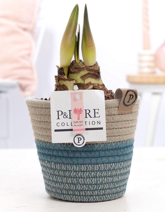 <h4>Hippeastrum pink in P&PURE Fashionpot Valerie</h4>