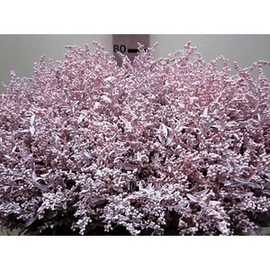 Solidago Licht Rose