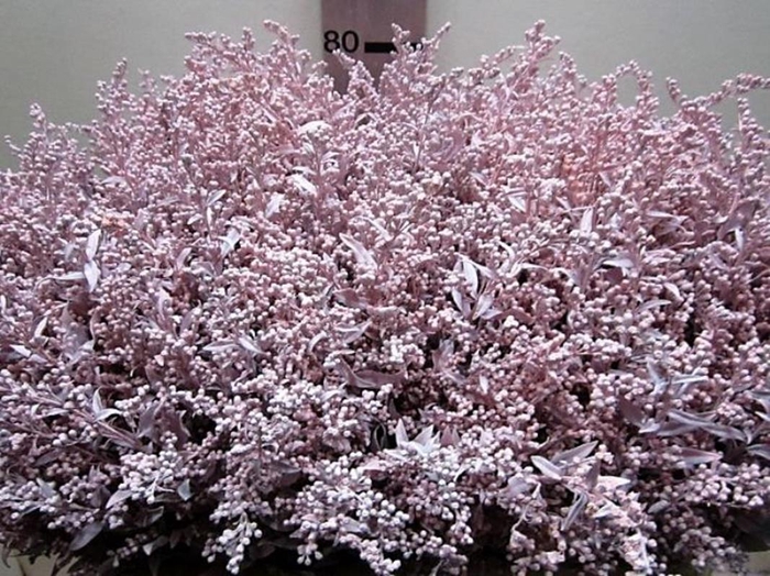 <h4>Solidago Licht Rose</h4>