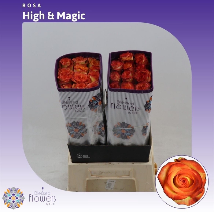 <h4>Rosa gr High & Magic Yellow</h4>