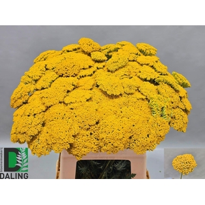 ACHIL F PARK VARIETY