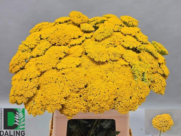 <h4>ACHIL F PARK VARIETY</h4>